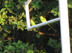 Green Bee eater on the football goal post